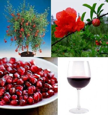 roter Granatapfel - Originelles Geschenk für Weihnachten & zum Geburtstag / Samen