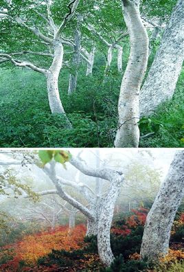 weiße Birke Samen/ winterharte Laubbäume laubabwerfende Bäume für den Garten Dekoidee