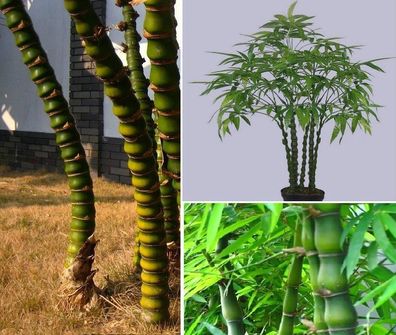 Frostharter Buddhabauch-Bambus Tuldoides Ventricosa / Lebensbaum / Samen