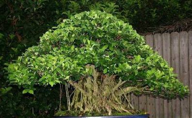 Ficus altissima braucht nur halb so viel Licht wie Fikus benjamin / frische Samen