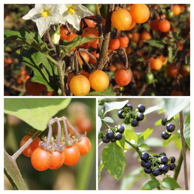 Wonderberry Sortiment - Paket aus 3 Sorten 70+ Samen V 229