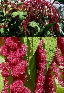 Amaranth red Samen / winterharte Balkonpflanze Balkonpflanzen Pflanzen für den Balkon