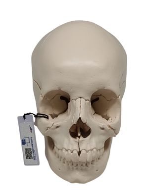 3B Scientific A290 Schädelmodell Erwachsener 22-teilig Knochenfarbe