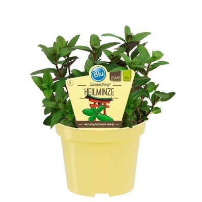Japanische Heilminze in BIO-Qualität - Mentha arvensis x spicata - Kräuterpflanze