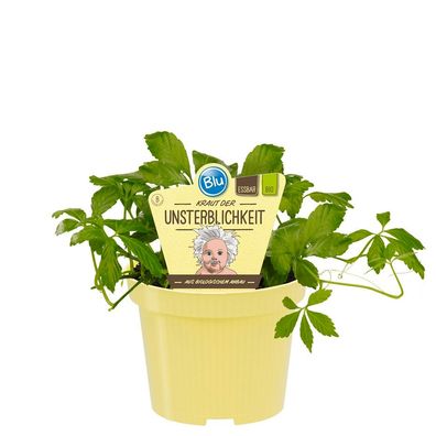 Kraut der Unsterblichkeit - in BIO-Qualität - Gynostemma pentaphyllum - Kräuterpfl
