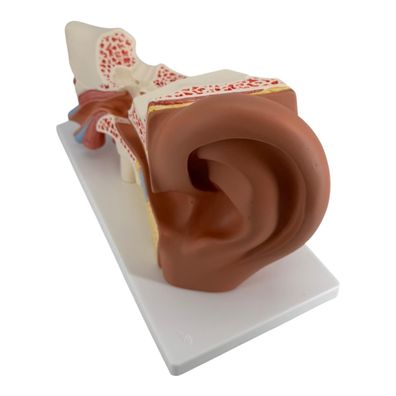 3B Scientific Ohr Anatomiemodell Menschliche Anatomie 3-fach 4-teilig
