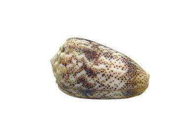 Conus arenatus 28mm bis 47mm