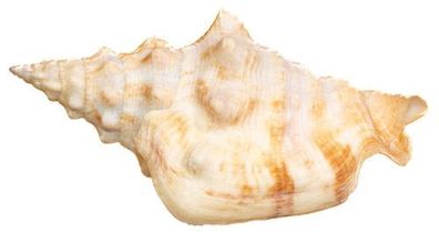 Persististrombus granulatus 47mm