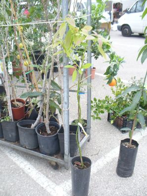 Avocado-Baum, Avocadopflanze ca. 110-140 cm, veredelt,