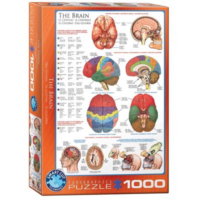 Puzzle - Das Gehirn - 1000 Teile