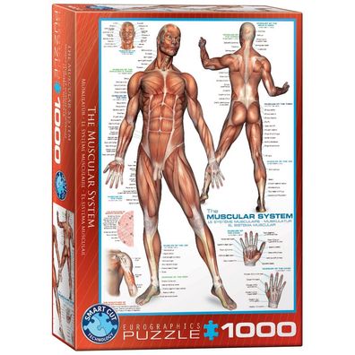 Puzzle - Das Muskelsystem - 1000 Teile