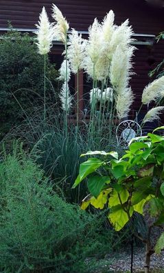 Pampasgras - Silbergras - weibliche Pflanze Cortaderia selloana im 5-Liter Topf