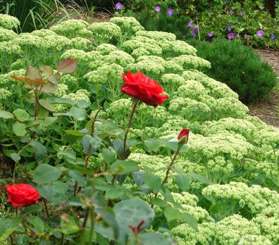 Große Fetthenne- Fetthenne - Sedum telephium ´Herbstfreude´ im 1-Liter Topf