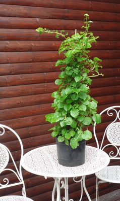 Kletterhortensie Hydrangea petiolaris 40 - 60 im Container