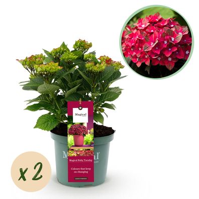 Hortensie - Hortensie Magical Teusday & Saphire - Rot - 6-10 Blüten - 2 Pflanzen