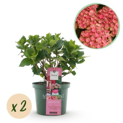 Hortensie - Hortensie Magical Green Fire - Rosa Grün - 6-10 Blüten - 2 Pflanzen