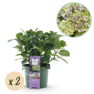 Hortensie - Hortensie Magisches Juwel Blau - Blau - 6-10 Blüten - 2 Pflanzen - Te
