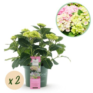 Hortensie - Hortensie Magical Jewel Pink - Rosa - 6-10 Blüten - 2 Pflanzen - Terr