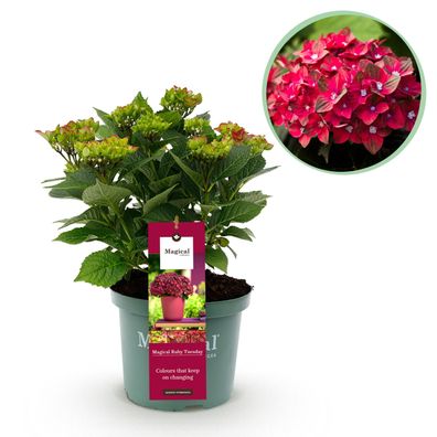 Hortensie - Hortensie Magical Teusday & Saphire - Rot - 6-10 Blüten - Terrassenpf