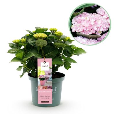 Hortensie - Hortensie Magical Revolution Pink - Rosa - 6-10 Blüten - Terrassenpfl
