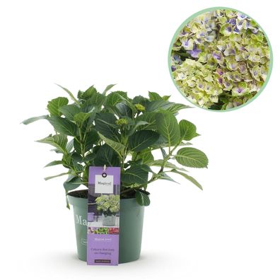 Hortensie - Hortensie Magisches Juwel Blau - Blau - 6-10 Blüten - Terrassenpflanz