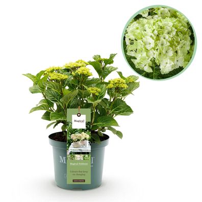 Hortensie - Hortensie Magical Nobless - Weiß - 6-10 Blüten - Terrassenpflanze