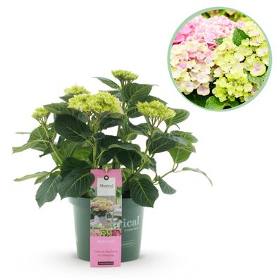 Hortensie - Hortensie Magical Jewel Pink - Rosa - 6-10 Blüten - Terrassenpflanze