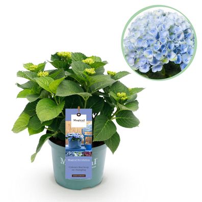 Hortensie - Hortensie Magical Revolution Blue - Blau - 6-10 Blüten - Terrassenpfl