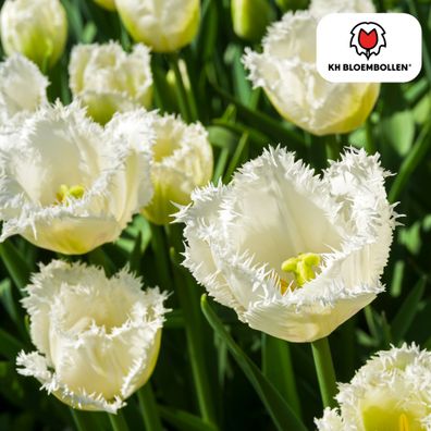 Tulpenzwiebeln 'Honeymoon' | 20 Stück | Weiße Tulpe mit gezacktem Rand - Ø5cm