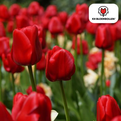 Tulpenzwiebeln 'Ile de France' | 20 Stück | Tiefrote Tulpe - Ø5cm - 30-50cm - Bl