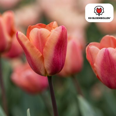 Tulpenzwiebeln 'Apricot Foxx' | 20 Stück | Lachsrosa Tulpe - Ø5cm - 30-50cm - Bl