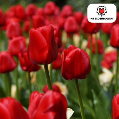 Tulpenzwiebeln 'Seadov' | 20 Stück | Tiefrote Tulpe - Ø5cm - 30-50cm - Blumenzwi