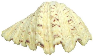 Mördermuschelhälfte - ca 20cm