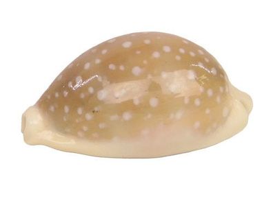 Cypraea Camelopardalis 47mm