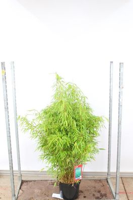 Fargesia rufa - Schirmbambus - Heckenbambus mega Angebot bildet KEINE Rhizome