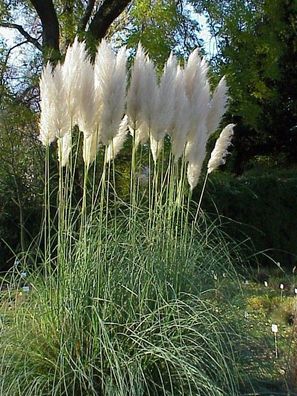 Amerikanisches Pampasgras P9 20-50 cm Cortaderia selloana Rosa und Weiß