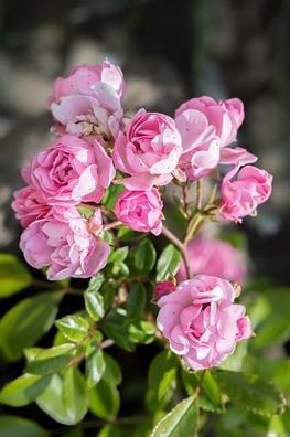 Rosa ´The Fairy Rosa" Bodendeckerrose, Blühfreudig & Pflegeleicht