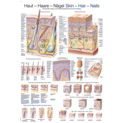 Lehrtafel "Haut-Haare-Nägel" 50 x 70 cm