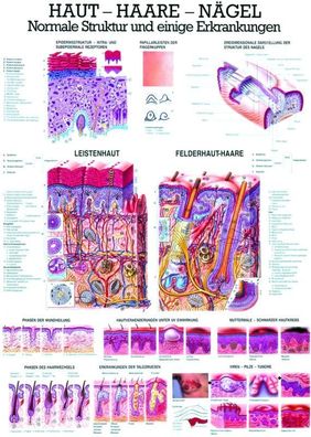 Lehrtafel "Haut, aare, ägel"