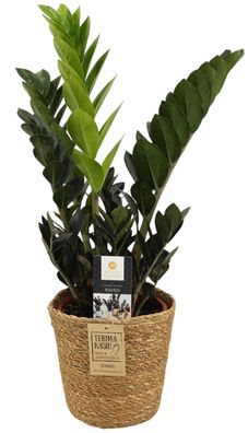 Zamioculcas Raven Schwarze Glücksfeder ca 60 cm mit Korb Zimmerpflanze