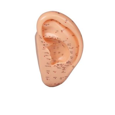 Erler-Zimmer Akupunktur-Ohr, 22 cm, vergrößerte Darstellung