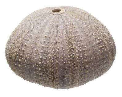 Echinoidea von 47mm bis 72mm