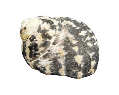 Cittarium pica 45mm bis 47mm