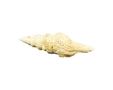 Fusiturris similis 47mm bis 59mm