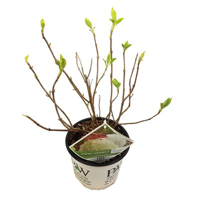 Hortensie arbo 'Strong Annabelle' - Hortensie - Ø19cm - 30cm - Gartenpflanze