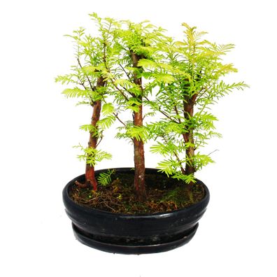 Outdoor-Bonsai - Metasequoia glyptostroboides - kleiner Wald mit 3 Pflanzen