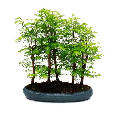 Outdoor-Bonsai Metasequoia glyptostroboides - großer Wald mit 5-7 Pflanzen