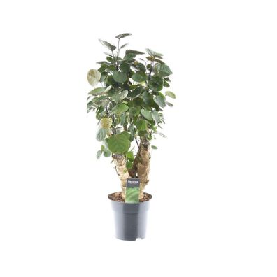 Polyscias Fabian - Ø17cm - 50-60cm - Zimmerpflanze - Immergrün
