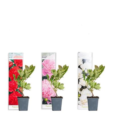 3 Stück Paeonia Mix Pfingstrose Strauch Winterhart 9 cm Topf -Staude Pflanze