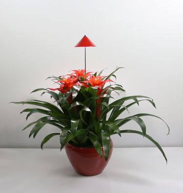 SUNLiTE 7W LED Pflanzenlampe Rot innen Pflanzenbeleuchtung ausziehbar